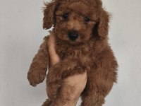 Toy poodle yavruları