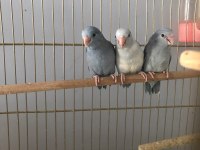 Yavru forpus papağanı mavi