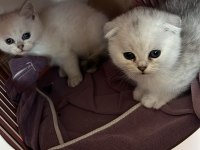 British Shorthair Ve British Scottish 2 Aylık