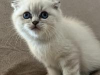 Scottish fold erkek bebek