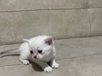 British Longhair Yavrular