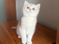 Muhteşem göz rengine sahip safkan british yavru