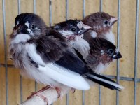 Ücretli Sahiplendirilecek Kuşlarım Bengaller