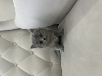 British shorthair yavrularımız yeni yuvalarını bekliyor