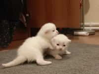 Scottish fold ve straight