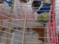 1 yaşında 1 dişi ve 1 erkek muhabbet kuşu