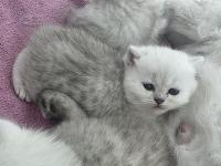 Rezerveye Açık Yavru Kediler