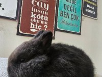 Hollanda Cüce Tavşanı Bebeklerimiz Yeni Yuvalarını Arıyor