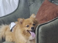 Eğitimli Pomeranian Köpeği