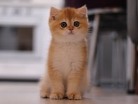 Şecereli British Shorthair Dişi Ve Erkek Yavru