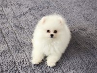 Sevimli pomeranian boo yavrularımız