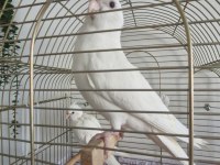 Evcil Sultan Papağanı Çift Halinde Hazır