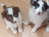 Sağlıklı Safkan Border Collie Bebekler