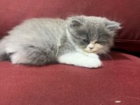Scottish Fold Longhair Blue Point