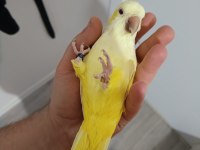 Monk Keşiş Papağanı Lutino Göz Mutasyon Sarı 2 Yaşında