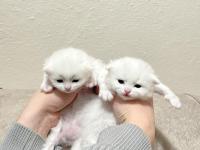 Beyaz safkan chinchilla cinsi yavru kediler ücretli