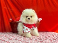 Safkan pomeranian boo yavrularımız