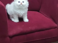 Kar Beyazı British Longhair Kedimiz