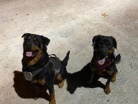 Dünya Güzeli Koca Kafa Rottweiler Yavruları
