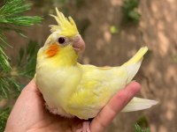 Yeme Düşmüş Ve Düşecek Olan Yavru Sultan Papağanı