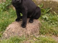 60 Günlük Teslime Hazır Labrador Yavrular