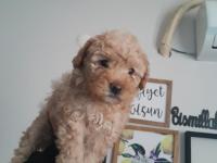 3 Aylık Apricot Toy Poodle Dişi Yavrumuz