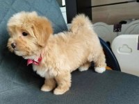 Tüy Dökmeyen Maltipoo Yavrularımız