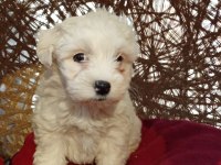 Maltese terrier yavrularımız