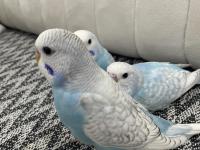 Yeni Yeme Düşmüş Erkek Muhabbet Kuşları