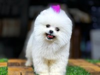 Beyaz pomeranian boo yavrusu