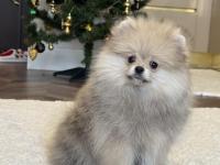 Orange Üst Düzey Erkek Pomeranian Boo