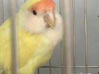 5-6 aylık sevda papağanı bobo