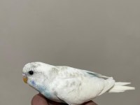 Ele Alışkın 30 Günlük Muhabbet Kuşu