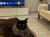 Koleksiyonluk Dev Maine Coon Black Smoke Yavrular