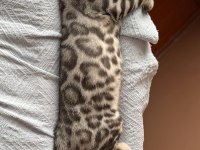 Orijinal Bengal Kediler