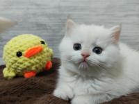 British shorthair pamuk şekerlerim