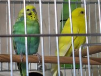 Rainbow Ve Lutino Takım Muhabbet Kuşu