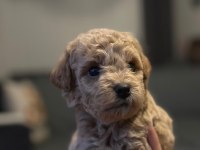 Toy Poodle Yavrusu Köpekler