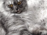 Muhteşem güzellikte ns11 silver british longhair dişi
