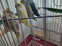 Turkuaz Forpus Papağanı Bebekler