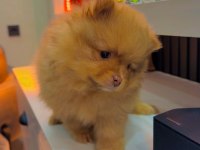 Şeker Pomeranian Bebeklerimiz