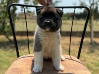 Safkan & Belgeli American Akita Yavruları