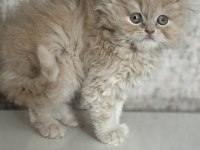 British Longhair Golden Kedimiz