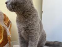 British Shorthair Lilac Yavru 4 Aylık