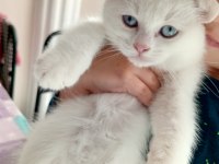 2 aylık erkek british shorthair