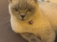 Kedimiz miya için yuva arıyoruz