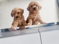 Teslime Hazır Tuvalet Eğitimli Maltipoo Minnaklarım