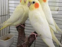 35 Günlük Yavru El Besleme Bebek Sultan Papağanlar