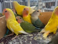 Sağlıklı yavru sevda papağanlar