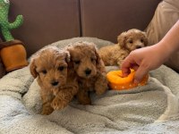 Teacup Kore Maltipoo Hipoalerjenik Yavrularımız